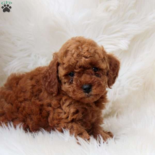 Joey, Toy Poodle Puppy