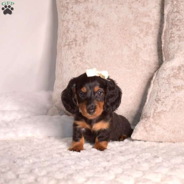 Joey-Mini, Dachshund Puppy