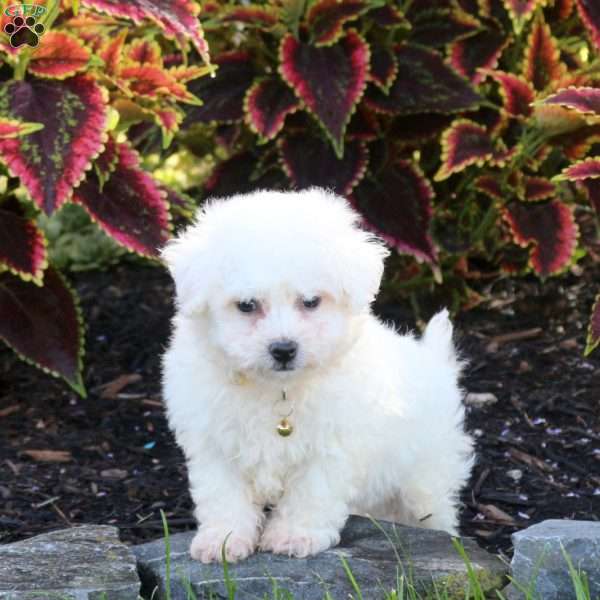Joey, Bichon Frise Puppy