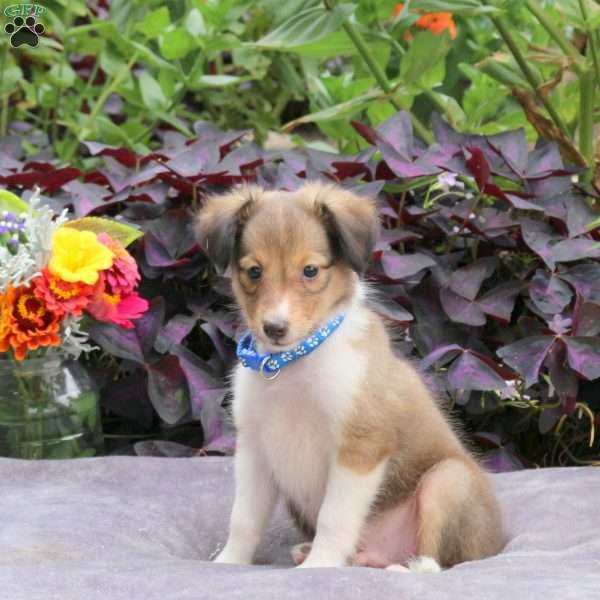 Joey, Sheltie Puppy