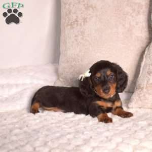 Joey-Mini, Dachshund Puppy