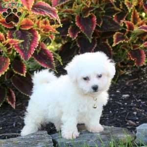 Joey, Bichon Frise Puppy