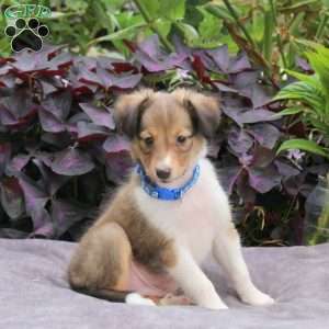 Joey, Sheltie Puppy