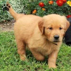 Joey, Golden Retriever Puppy