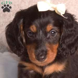 Joey-Mini, Dachshund Puppy