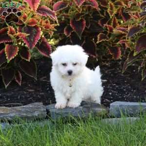 Joey, Bichon Frise Puppy