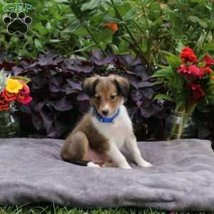 Joey, Sheltie Puppy