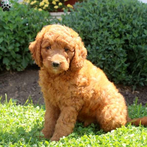 Johann, Mini Goldendoodle Puppy