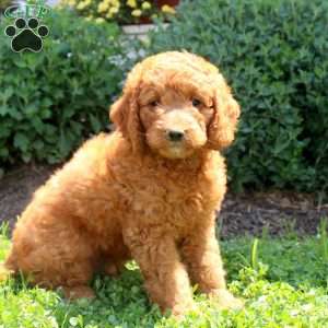 Johann, Mini Goldendoodle Puppy