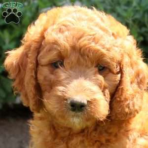 Johann, Mini Goldendoodle Puppy