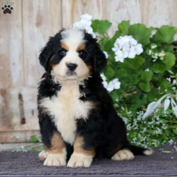 Jojo, Bernese Mountain Dog Puppy
