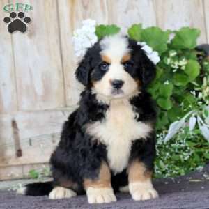 Jojo, Bernese Mountain Dog Puppy