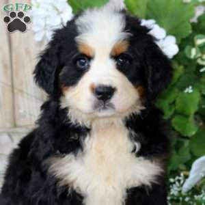 Jojo, Bernese Mountain Dog Puppy