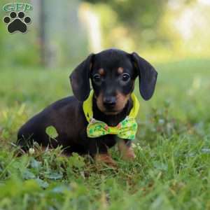 Jordan, Dachshund Puppy