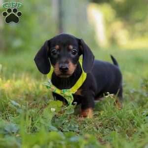 Jordan, Dachshund Puppy