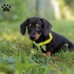 Jordan, Dachshund Puppy