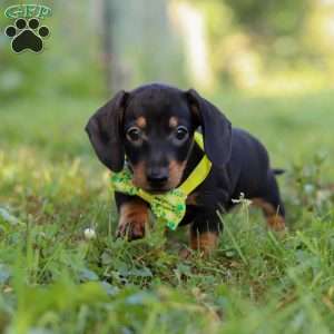 Jordan, Dachshund Puppy