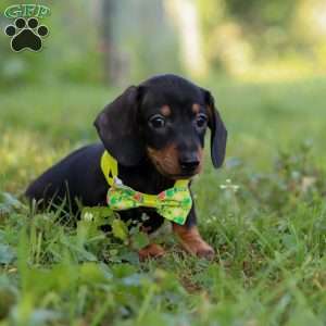 Jordan, Dachshund Puppy