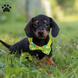 Jordan, Dachshund Puppy