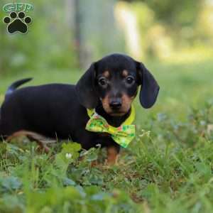 Jordan, Dachshund Puppy