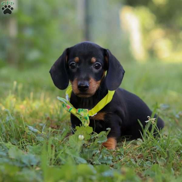 Jordan, Dachshund Puppy