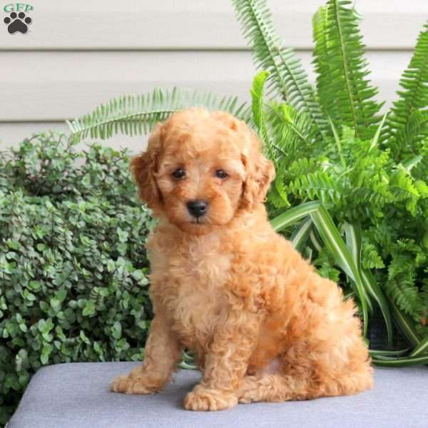 Jordan, Miniature Poodle Puppy