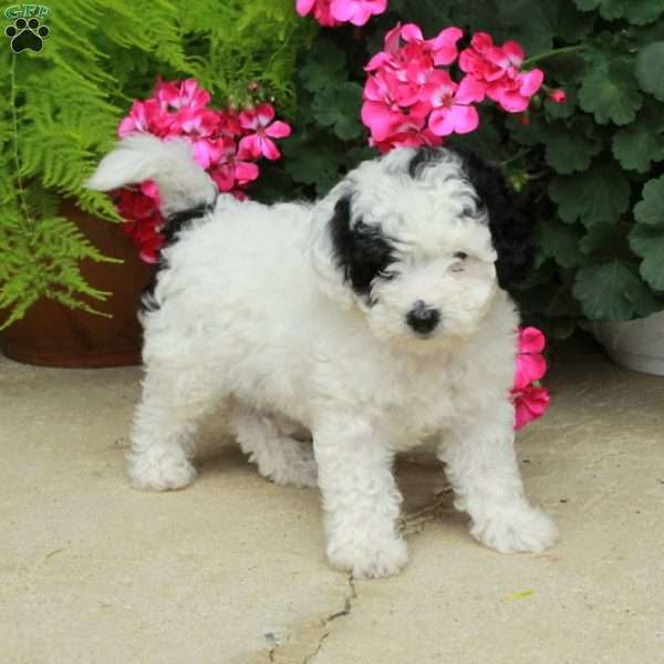 Jordan, Bich-Poo Puppy