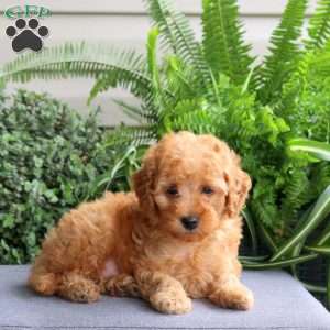 Jordan, Miniature Poodle Puppy
