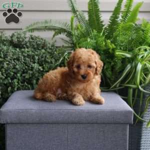 Jordan, Miniature Poodle Puppy