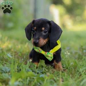 Jordan, Dachshund Puppy