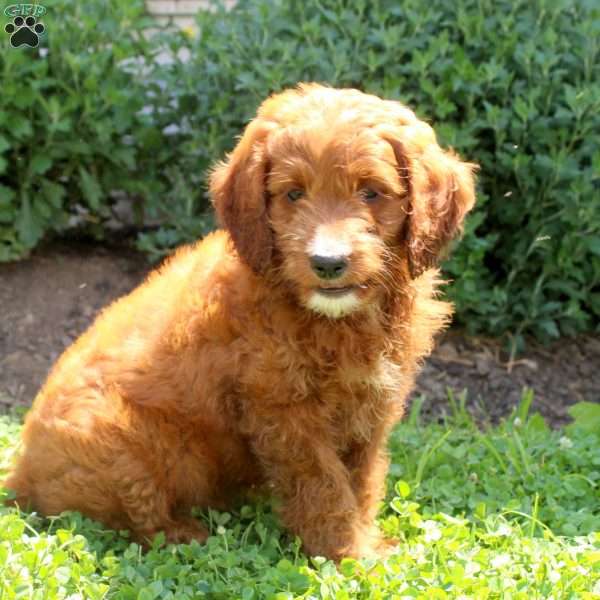 Josh, Mini Goldendoodle Puppy