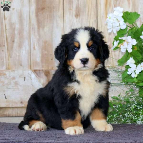 Josh, Bernese Mountain Dog Puppy