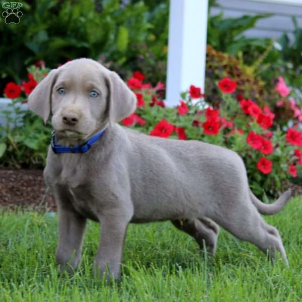 Josh, Silver Labrador Retriever Puppy