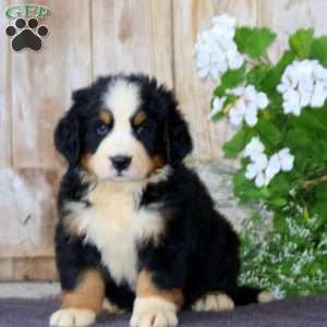 Josh, Bernese Mountain Dog Puppy