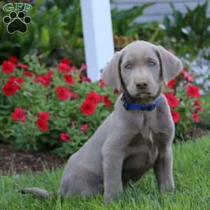 Josh, Silver Labrador Retriever Puppy