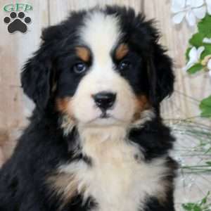 Josh, Bernese Mountain Dog Puppy