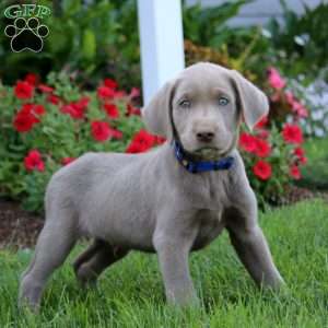 Josh, Silver Labrador Retriever Puppy