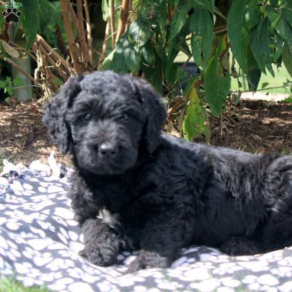 Joshua, Golden Retriever Mix Puppy