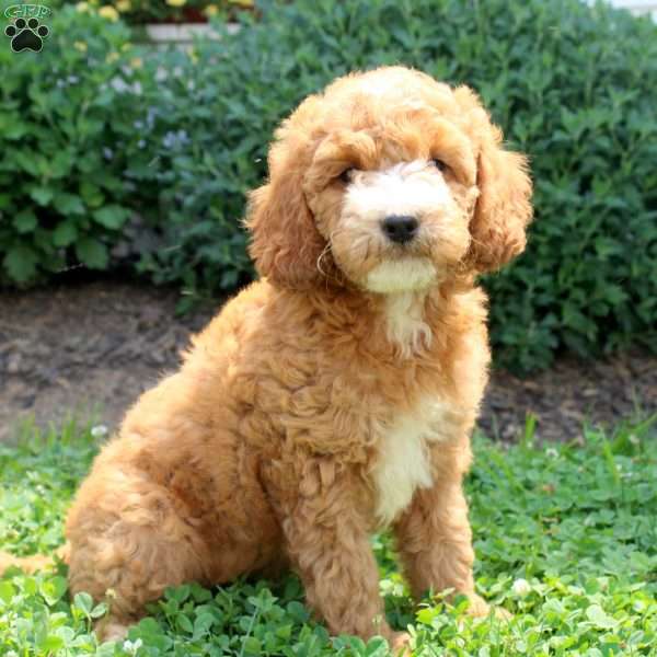 Josie, Mini Goldendoodle Puppy