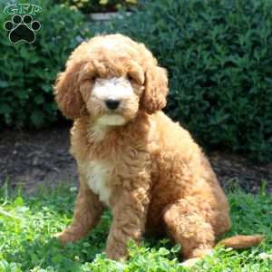 Josie, Mini Goldendoodle Puppy