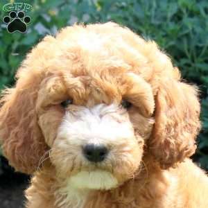 Josie, Mini Goldendoodle Puppy