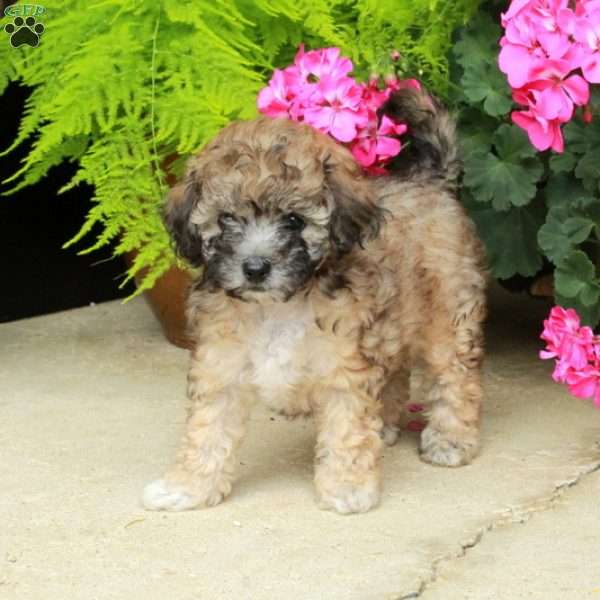 Joy, Bich-Poo Puppy