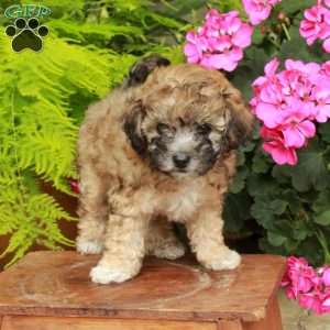 Joy, Bich-Poo Puppy