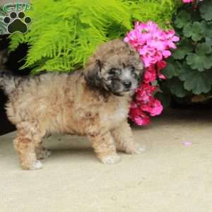 Joy, Bich-Poo Puppy