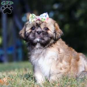 Joyce, Lhasa Apso Puppy