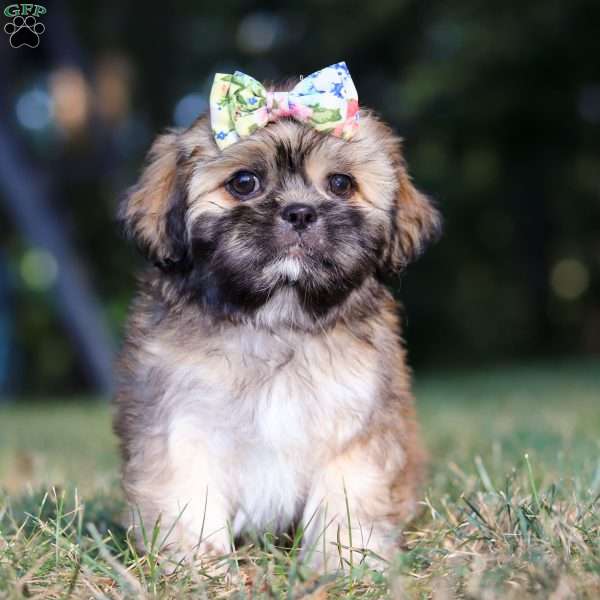 Joyce, Lhasa Apso Puppy