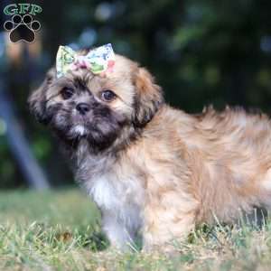 Joyce, Lhasa Apso Puppy