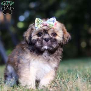 Joyce, Lhasa Apso Puppy