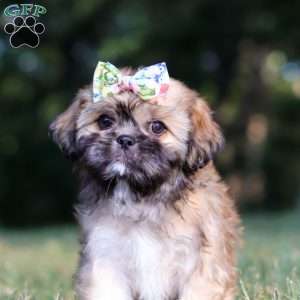 Joyce, Lhasa Apso Puppy