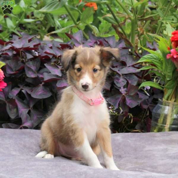Joyce, Sheltie Puppy